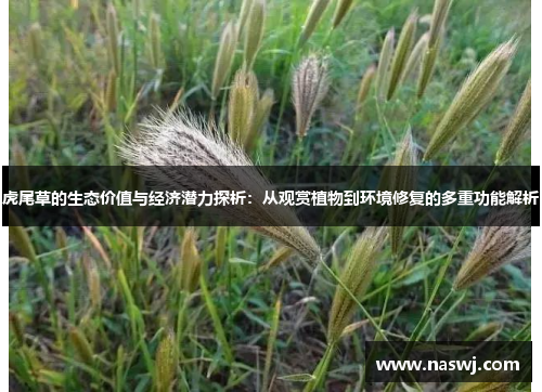 虎尾草的生态价值与经济潜力探析：从观赏植物到环境修复的多重功能解析